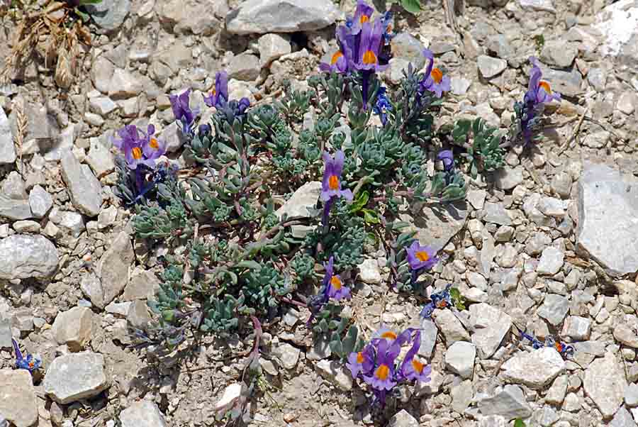 Linaria alpina / Linajola alpina